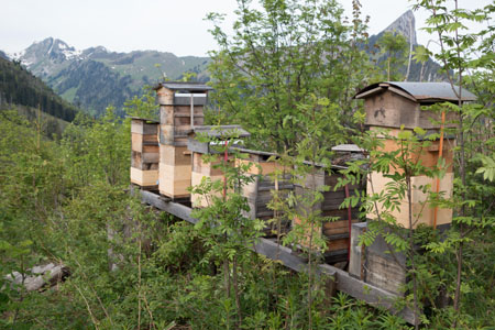 Bienenstand Greyerzerland