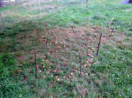 Vorbereitung_Zwiebel